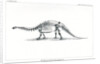 ‘Brontosaurus excelsius’ by Unknown